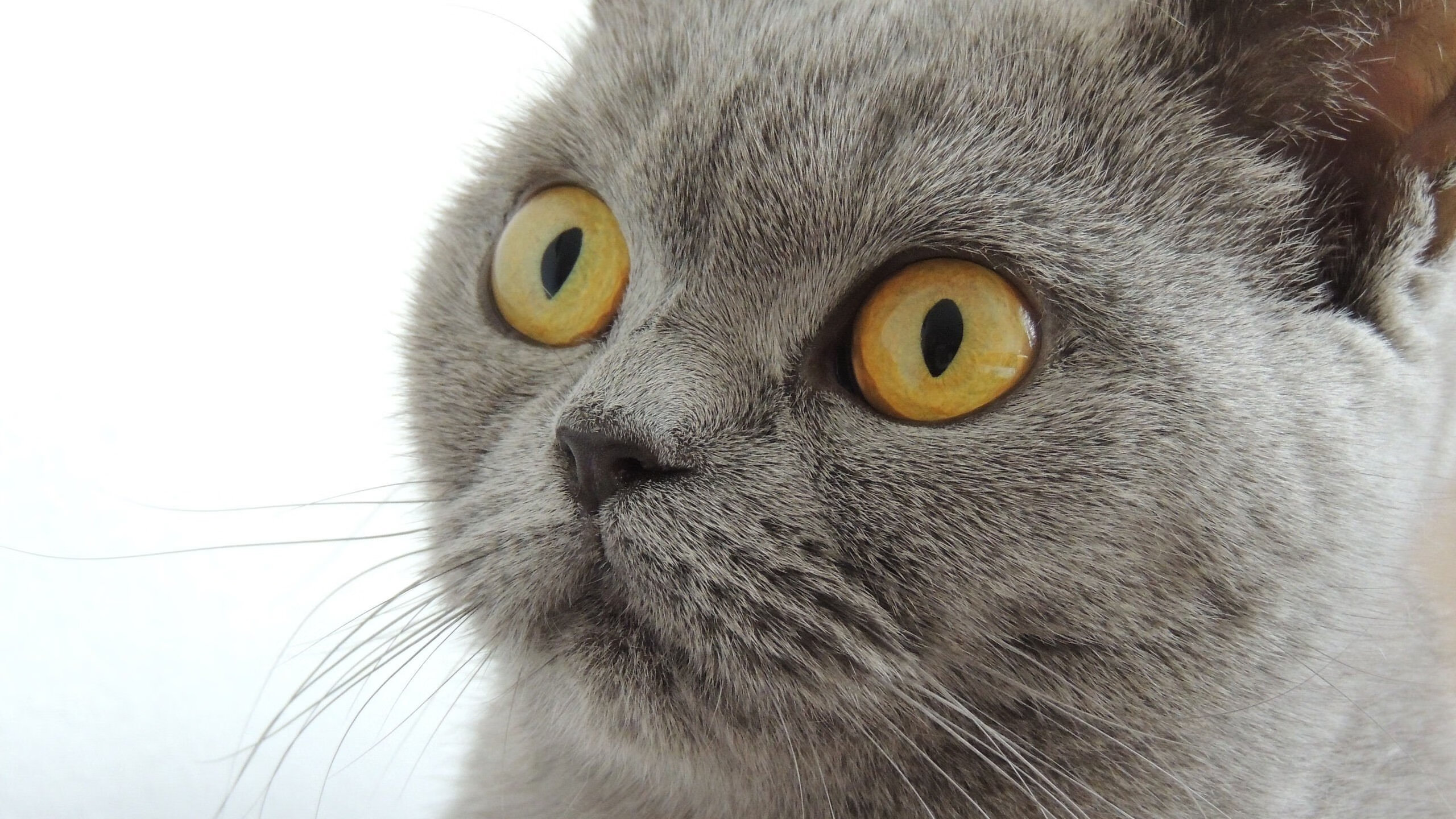 职业球员心理健康支持不足，职业球员心理健康支持不足有哪些