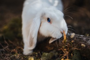 开云体育中国官方网站-乌拉圭女篮在南美锦标赛中再登巅峰，实力炙手可热