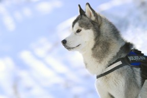 开云体育网页版-亚美尼亚男篮在欧洲预赛中表现优异，期待奥运突破，亚美尼亚篮球运动员