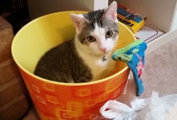 开云体育登入-2024年印度队表现：乒乓世界杯赛场的黑马之势，印度男乒乓球运动员