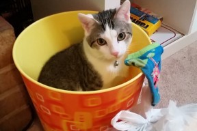 开云体育登入-2024年印度队表现：乒乓世界杯赛场的黑马之势，印度男乒乓球运动员